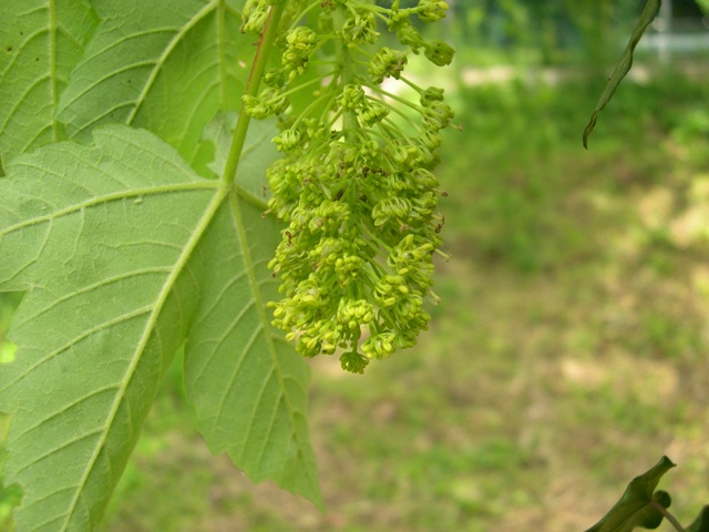 Acer pseudoplatanus